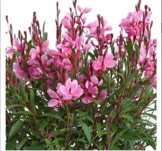 Gaura Lindheimeri, Wand Flower, Bee Blossom Grass Plant, Long-blooming Perennial